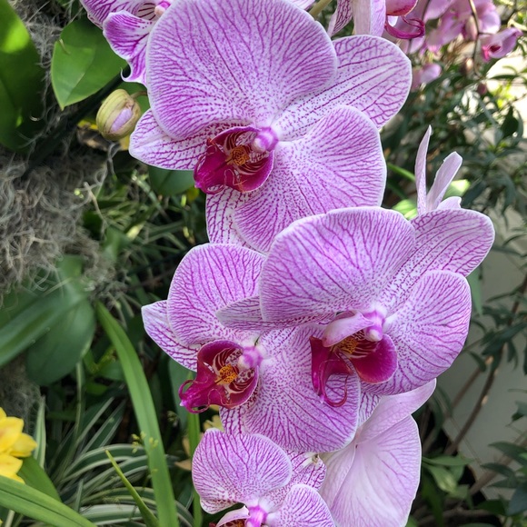 foreverorchid